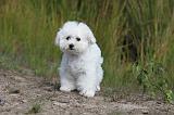 BICHON FRISE 317